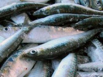 Foto Noticia Recomendaciones dietéticas de omega 3